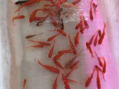 -山东柏宁水族批发广场