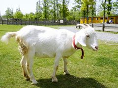 -前小桔亲子创意农场·草莓采摘·露营烧烤