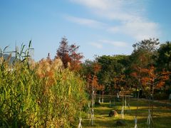 -飞来湖湿地公园