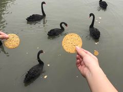 -溱湖国家湿地公园