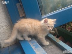 猫-Sirena海妖日咖夜酒