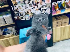 -欣宠猫屋·矮脚拿破仑·蓝金金渐层