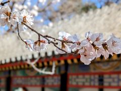 -颐和园