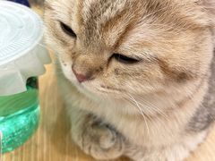 -有喵·猫咖·狗咖·30几只猫10只小狗(岗厦店)