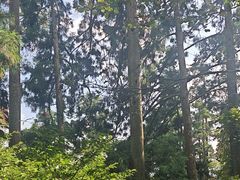 -天目山大树王景区