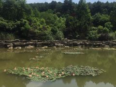 -铁山坪森林公园