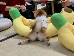 -逗柴咖啡屋·狗咖猫咖宠物桌游