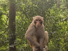 -黔灵山公园