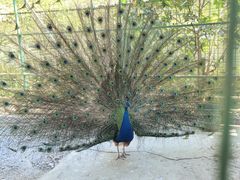 -瑞丽独树成林风景区