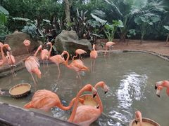 -海南热带野生动植物园