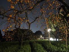 -如意山房柿子树下餐厅