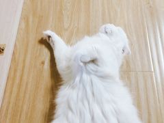-猫和宫(六道口店)
