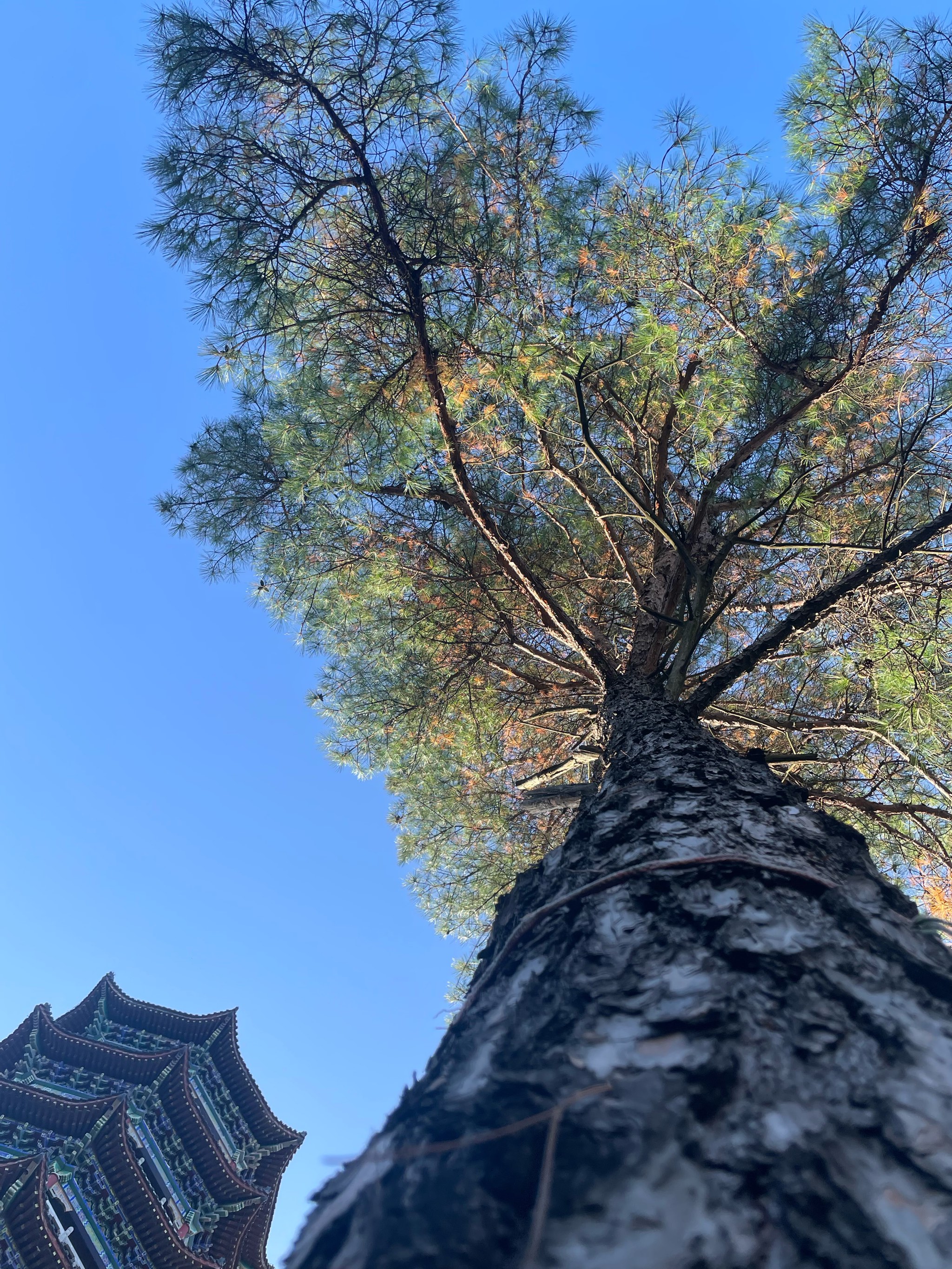 西峡燃灯寺图片