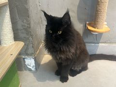 -Heymao猫咖.咖啡厅(东门店)