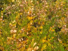 -白草畔自然风景区