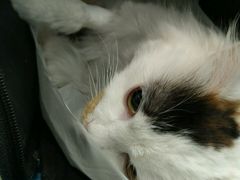 -纳吉亚猫专科动物诊疗中心(蒋宅口分院)