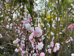 -南汇桃花村