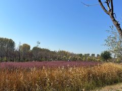 -东郊湿地公园
