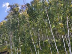 -塞罕坝国家级自然保护区