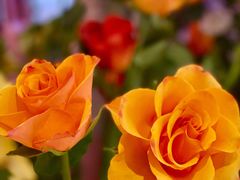 -二酉书店TOYOU BOOKS