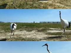 -盐城丹顶鹤湿地生态旅游区