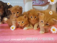 -70cat德文卷毛猫·缅因猫纯种猫舍