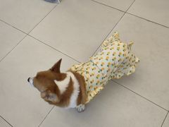 -怪兽屋·羊驼·猫咖·狗咖(俊华广场店)