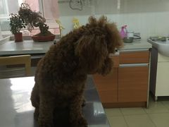 -爱侣宠医·鹦鹉专科·小型哺乳类·异宠专科(灵石路店)