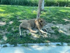 -北京野生动物园