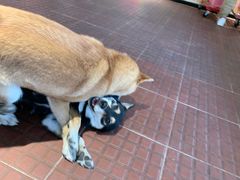 -柴犬高等学院·狗咖·柴犬售卖·宠物训练