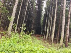 -帽儿山国家森林公园