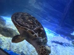 -合肥海洋世界