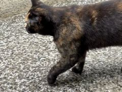 -重庆十八梯传统风貌区