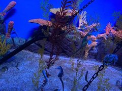 -上海海洋水族馆