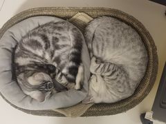 -纳吉亚猫专科动物诊疗中心(蒋宅口分院)