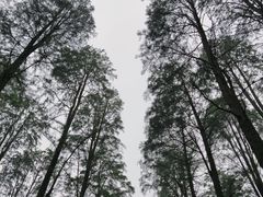 -渌洋湖湿地公园
