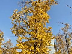 -重庆中央公园(渝北区)