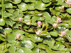 -大连植物园