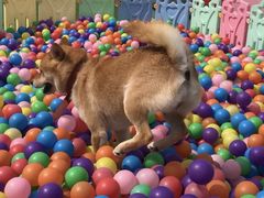 -汪说喵讲宠物乐园宠物酒店(红星美凯龙店)