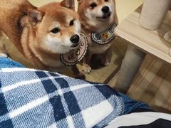 -逗柴咖啡屋·狗咖猫咖宠物桌游
