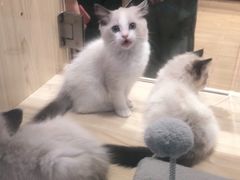 -屋虎猫馆(宝安大仟里店)