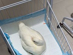 -怪兽屋·羊驼·猫咖·狗咖(俊华广场店)