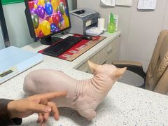 -半岛宠物医院24小时(科华中路店)