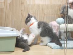 -屋虎猫馆(宝安大仟里店)
