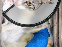 -博特宠物医院24h犬猫全科.骨科·异宠