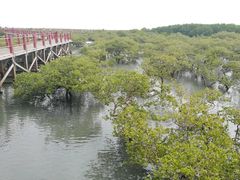 -北海金海湾红树林生态旅游区