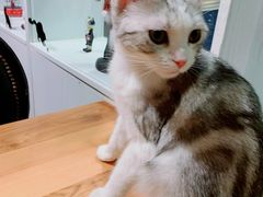 -猫小院猫主题餐厅(三里屯店)