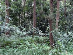 -东平国家森林公园
