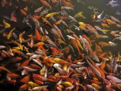 -大门水乡·顺德菜