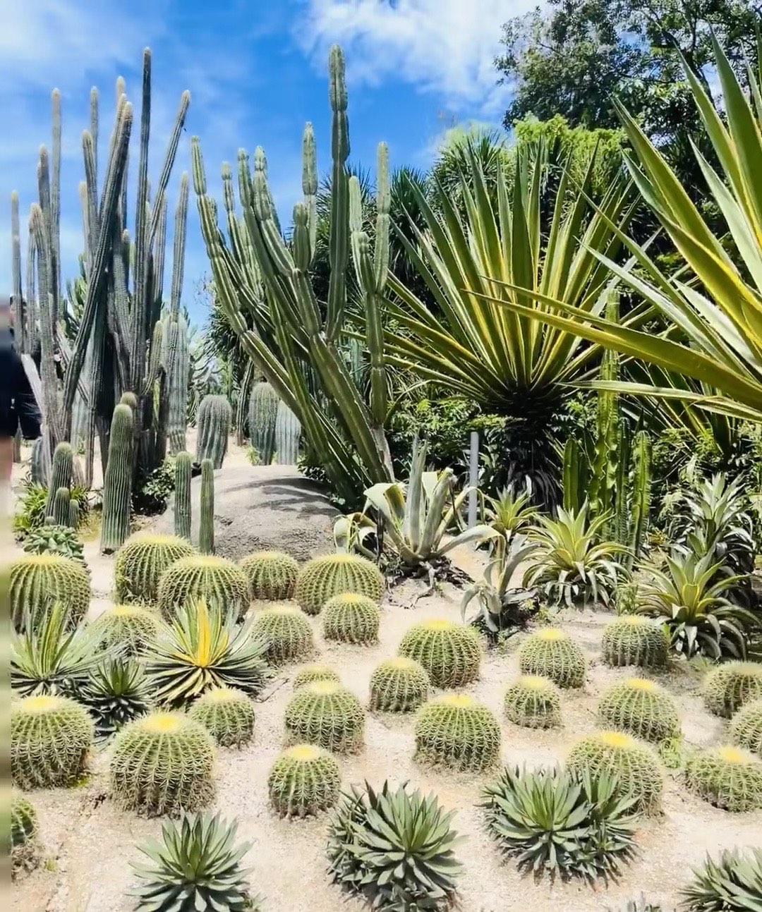 厦门植物园